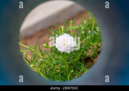 Fiore bianco nel giardino chiamato porslane comune, Verdolaga, Pigweed, Little Hogweed, Portulaca, pianta del sole o Pusley. Foto Stock
