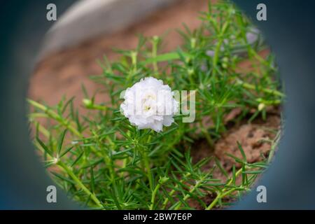 Fiore bianco nel giardino chiamato porslane comune, Verdolaga, Pigweed, Little Hogweed, Portulaca, pianta del sole o Pusley. Foto Stock