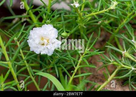 Un portulaca comune bianco (Portulaca oleracea) fiori in una vista laterale tra un insieme di altri fiori bianchi e le sue foglie succose. Foto Stock