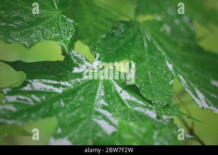 Primo piano di gocce di pioggia sulle foglie di acero. Foglie di acero con gocce d'acqua. Pioggia su foglie di acero bagnate Foto Stock