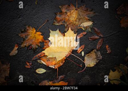 Tempo d'autunno d'oro. Foglia di acero gialla su superficie di asfalto. La foglia di acero arancione cadde in una pozza grigia durante la pioggia torrenziale autunnale e galleggia verso il fondo Foto Stock