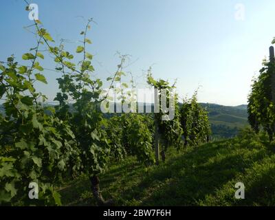 Vista sulle Langhe Occidentali vicino a Neive, Piemonte - Italia Foto Stock