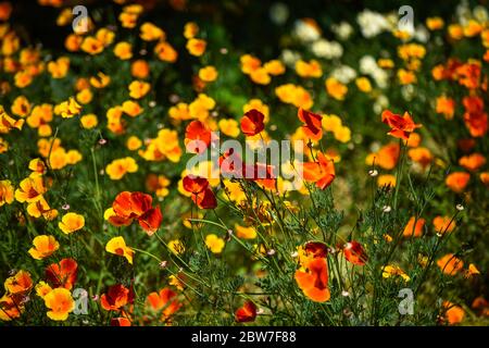 Watford, Regno Unito. 30 maggio 2020. UK Weather - California poppies (Eschscholzia californica) attualmente fiorisce in una giornata di sole in un campo a Watford. Il Regno Unito ha vissuto la primavera più soleggiata da quando i record sono iniziati nel 1929, compreso il maggio più arido in alcune aree. Credit: Stephen Chung / Alamy Live News Foto Stock