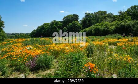 Watford, Regno Unito. 30 maggio 2020. UK Weather - California poppies (Eschscholzia californica) attualmente fiorisce in una giornata di sole in un campo a Watford. Il Regno Unito ha vissuto la primavera più soleggiata da quando i record sono iniziati nel 1929, compreso il maggio più arido in alcune aree. Credit: Stephen Chung / Alamy Live News Foto Stock