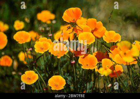 Watford, Regno Unito. 30 maggio 2020. UK Weather - California poppies (Eschscholzia californica) attualmente fiorisce in una giornata di sole in un campo a Watford. Il Regno Unito ha vissuto la primavera più soleggiata da quando i record sono iniziati nel 1929, compreso il maggio più arido in alcune aree. Credit: Stephen Chung / Alamy Live News Foto Stock