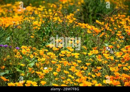 Watford, Regno Unito. 30 maggio 2020. UK Weather - California poppies (Eschscholzia californica) attualmente fiorisce in una giornata di sole in un campo a Watford. Il Regno Unito ha vissuto la primavera più soleggiata da quando i record sono iniziati nel 1929, compreso il maggio più arido in alcune aree. Credit: Stephen Chung / Alamy Live News Foto Stock