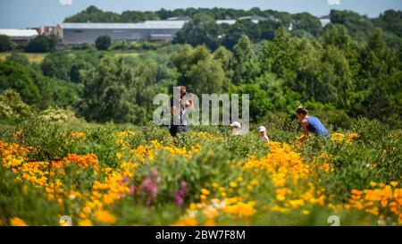 Watford, Regno Unito. 30 maggio 2020. UK Weather - Visitors view California poppies (Eschscholzia californica) attualmente fiorisce in una giornata di sole in un campo a Watford. Il Regno Unito ha vissuto la primavera più soleggiata da quando i record sono iniziati nel 1929, compreso il maggio più arido in alcune aree. Credit: Stephen Chung / Alamy Live News Foto Stock
