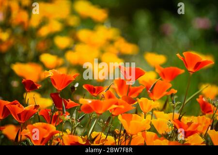 Watford, Regno Unito. 30 maggio 2020. UK Weather - California poppies (Eschscholzia californica) attualmente fiorisce in una giornata di sole in un campo a Watford. Il Regno Unito ha vissuto la primavera più soleggiata da quando i record sono iniziati nel 1929, compreso il maggio più arido in alcune aree. Credit: Stephen Chung / Alamy Live News Foto Stock