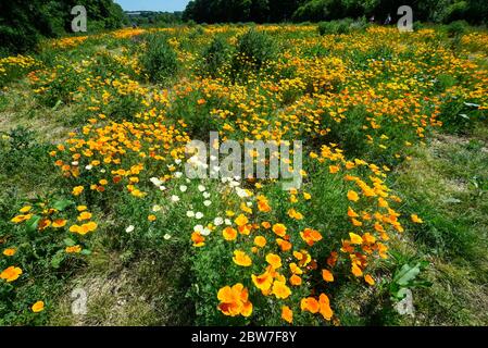 Watford, Regno Unito. 30 maggio 2020. UK Weather - California poppies (Eschscholzia californica) attualmente fiorisce in una giornata di sole in un campo a Watford. Il Regno Unito ha vissuto la primavera più soleggiata da quando i record sono iniziati nel 1929, compreso il maggio più arido in alcune aree. Credit: Stephen Chung / Alamy Live News Foto Stock