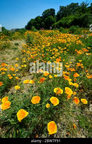 Watford, Regno Unito. 30 maggio 2020. UK Weather - California poppies (Eschscholzia californica) attualmente fiorisce in una giornata di sole in un campo a Watford. Il Regno Unito ha vissuto la primavera più soleggiata da quando i record sono iniziati nel 1929, compreso il maggio più arido in alcune aree. Credit: Stephen Chung / Alamy Live News Foto Stock