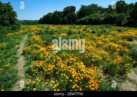 Watford, Regno Unito. 30 maggio 2020. UK Weather - California poppies (Eschscholzia californica) attualmente fiorisce in una giornata di sole in un campo a Watford. Il Regno Unito ha vissuto la primavera più soleggiata da quando i record sono iniziati nel 1929, compreso il maggio più arido in alcune aree. Credit: Stephen Chung / Alamy Live News Foto Stock