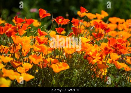 Watford, Regno Unito. 30 maggio 2020. UK Weather - California poppies (Eschscholzia californica) attualmente fiorisce in una giornata di sole in un campo a Watford. Il Regno Unito ha vissuto la primavera più soleggiata da quando i record sono iniziati nel 1929, compreso il maggio più arido in alcune aree. Credit: Stephen Chung / Alamy Live News Foto Stock