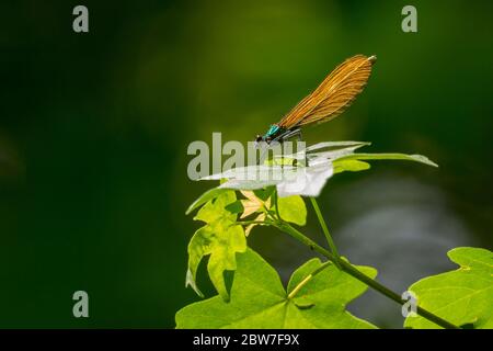 Bella demoiselle (calopteryx splendens) femmina con metallo verde lucido lungo corpo sottile e marrone oro ali chiuse in zona soleggiata su una foglia Foto Stock