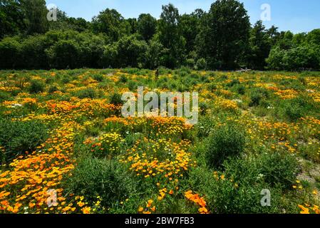 Watford, Regno Unito. 30 maggio 2020. UK Weather - California poppies (Eschscholzia californica) attualmente fiorisce in una giornata di sole in un campo a Watford. Il Regno Unito ha vissuto la primavera più soleggiata da quando i record sono iniziati nel 1929, compreso il maggio più arido in alcune aree. Credit: Stephen Chung / Alamy Live News Foto Stock