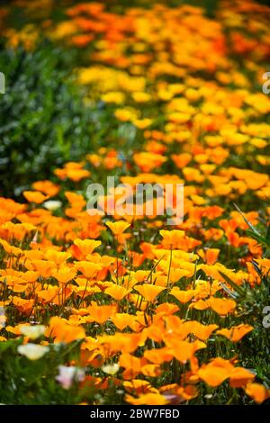 Watford, Regno Unito. 30 maggio 2020. UK Weather - California poppies (Eschscholzia californica) attualmente fiorisce in una giornata di sole in un campo a Watford. Il Regno Unito ha vissuto la primavera più soleggiata da quando i record sono iniziati nel 1929, compreso il maggio più arido in alcune aree. Credit: Stephen Chung / Alamy Live News Foto Stock