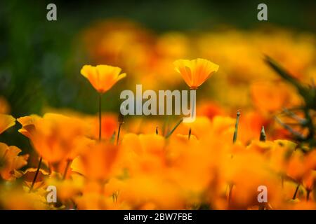 Watford, Regno Unito. 30 maggio 2020. UK Weather - California poppies (Eschscholzia californica) attualmente fiorisce in una giornata di sole in un campo a Watford. Il Regno Unito ha vissuto la primavera più soleggiata da quando i record sono iniziati nel 1929, compreso il maggio più arido in alcune aree. Credit: Stephen Chung / Alamy Live News Foto Stock