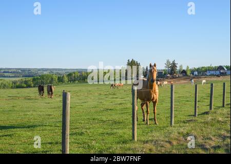 Sundre, Alberta, Canada - 28 maggio 2020: Un gregge di cavalli pascolano in un pascolo vicino a edifici ranch Foto Stock