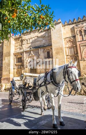 Cavallo nella Vecchia Cordova Spagna Foto Stock