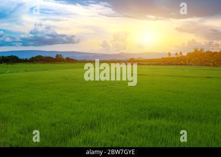 Piantine di riso verde in un campo di risaie con cielo e nuvole bellissimi, il sole tramontare su una catena montuosa sullo sfondo Foto Stock