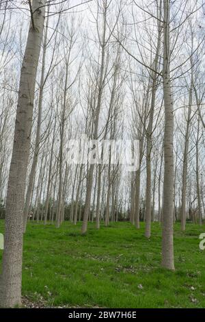Pioppi in un prato lungo il fiume Tanaro, Alba - Piemonte, Italia Foto Stock