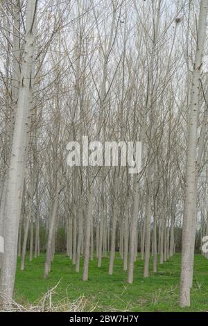 Pioppi in un prato lungo il fiume Tanaro, Alba - Piemonte, Italia Foto Stock