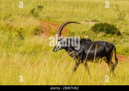 Closeup ritratto di un simpatico e maestoso Sable Antelope a Johannesburg naturereserve Sud Africa Foto Stock
