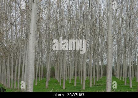 Pioppi in un prato lungo il fiume Tanaro, Alba - Piemonte, Italia Foto Stock