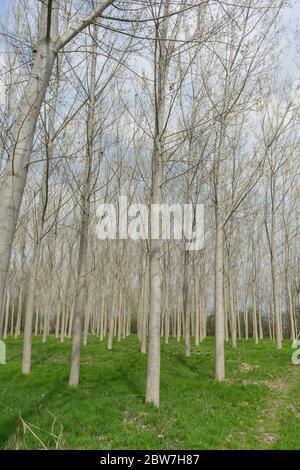 Pioppi in un prato lungo il fiume Tanaro, Alba - Piemonte, Italia Foto Stock