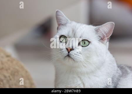 primo piano di gattino gatto Foto Stock