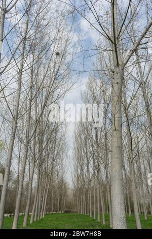 Pioppi in un prato lungo il fiume Tanaro, Alba - Piemonte, Italia Foto Stock