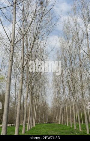 Pioppi in un prato lungo il fiume Tanaro, Alba - Piemonte, Italia Foto Stock