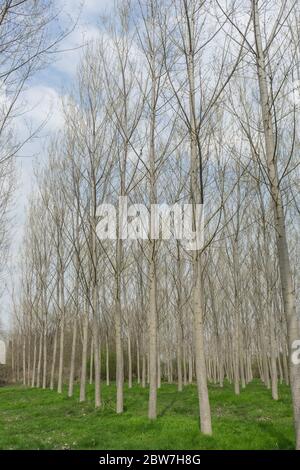 Pioppi in un prato lungo il fiume Tanaro, Alba - Piemonte, Italia Foto Stock