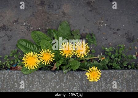 I dandelioni (Taraxacum officinale) che crescono nella grondaia. Foto Stock