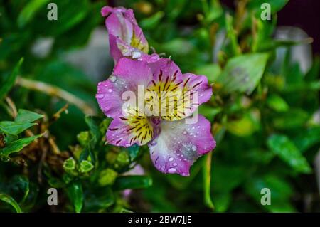 Beuatifl fiorisce di giglio inca in un giardino in Africa Foto Stock