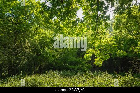 Gli alberi di bosco scoppiarono in foglia su un bel mormeggio primaverile nel Westwood a Beverley, Yorkshire, Regno Unito. Foto Stock