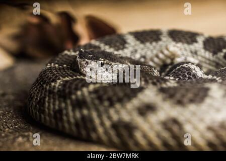 Primo piano di un Rattlesnake del Pacifico settentrionale Foto Stock