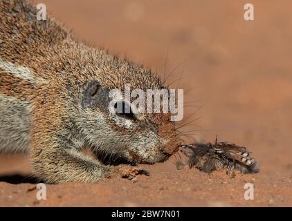 divertente falchi kalahari, sudafrica Foto Stock