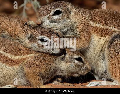 divertente falchi kalahari, sudafrica Foto Stock