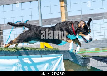 Cane di montagna svizzero in una gara di immersione in banchina che salta da un molo in piscina Foto Stock