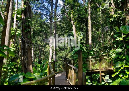 BASSE-TERRE/GUADALUPA - 07 GENNAIO 2019: Ponti sospesi in cima agli alberi del Parc Des Mamelles, Zoo di Guadalupa, nel mezzo della foresta pluviale Foto Stock