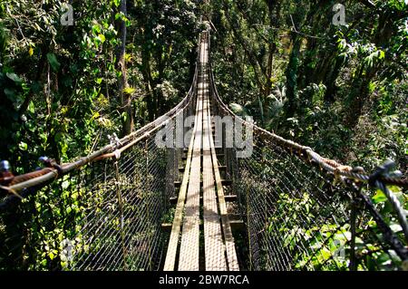 BASSE-TERRE/GUADALUPA - 07 GENNAIO 2019: Ponti sospesi in cima agli alberi del Parc Des Mamelles, Zoo di Guadalupa, nel mezzo della foresta pluviale Foto Stock