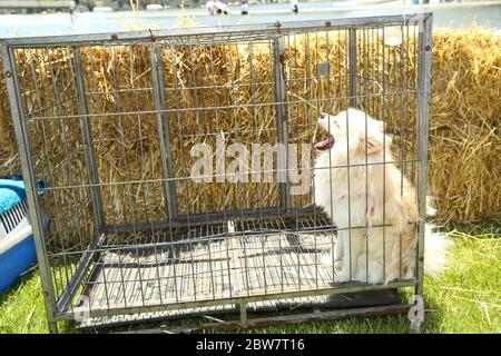 Cane bianco e nero guardando da un lato mentre si trova dietro la recinzione . Il cane bianco è in una gabbia di ferro all'esterno. Foto Stock
