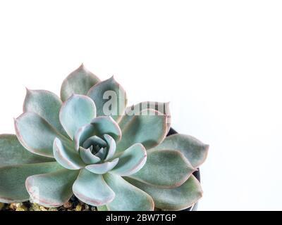 Succulente primo piano di piante, cera bianca su foglie argentate di Echeveria Peacock II Subsessilis Foto Stock