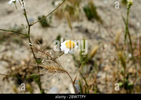 Fiori selvatici margherita nel deserto Foto Stock