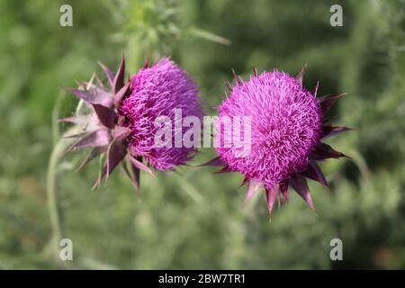 due thistle porpora annuenti Foto Stock