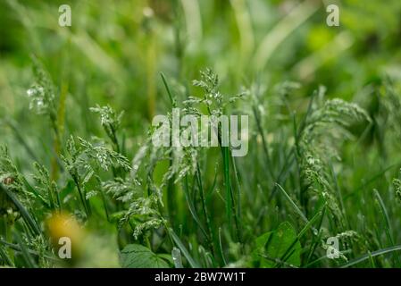Erba verde giovane coperta da gocce di pioggia. Fresco primavera fogliame sfondo. Foto Stock