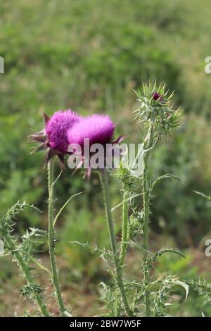 due thistle porpora annuenti Foto Stock