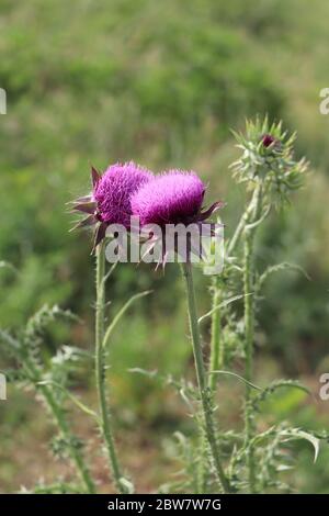 due thistle porpora annuenti Foto Stock