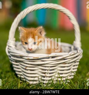 Un piccolo gattino in un bel cesto bianco fatto di ramoscelli su erba verde in un colorato cortile. Animali domestici divertenti. Foto Stock