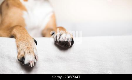 Zampe di un cane su un letto bianco pulito, copia vista spazio. Animali domestici a casa, cani in allowing sul divano Foto Stock